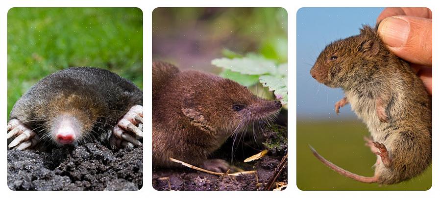 O controle natural de pragas também pode economizar dinheiro