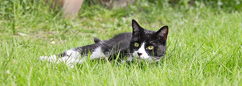 Se seu quintal ou jardim tem odores que ofendem os gatos