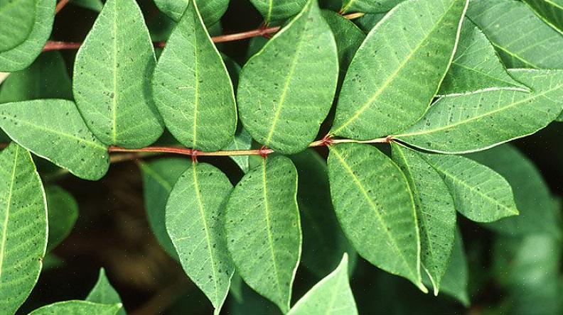 As plantas com coceira são a versão do reino vegetal das jaquetas amarelas