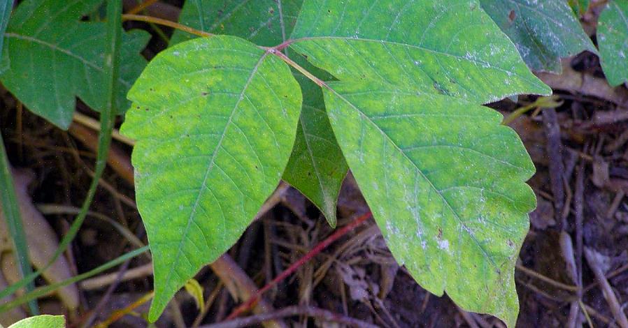 As plantas de Poison Ivy também produzem frutos