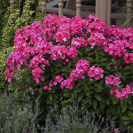 Flores altas de flox de jardim são boas plantas de beija-flor