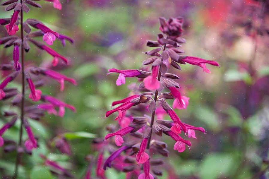 As flores de sálvia Blue Hill foram anunciadas como uma resposta ao apelo por mais opções florais "true