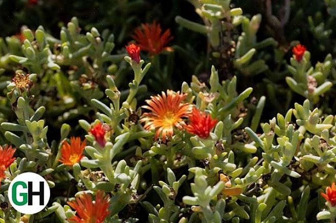 Plantas de gelo são melhor plantadas em meados do verão em climas mais frios