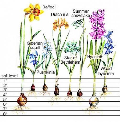 Os bulbos da primavera são assim chamados porque florescem na primavera