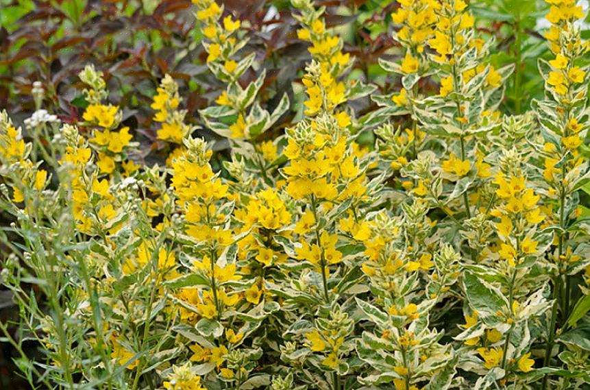 Sentimos que o Lysimachia variegado é mais lindo na primavera