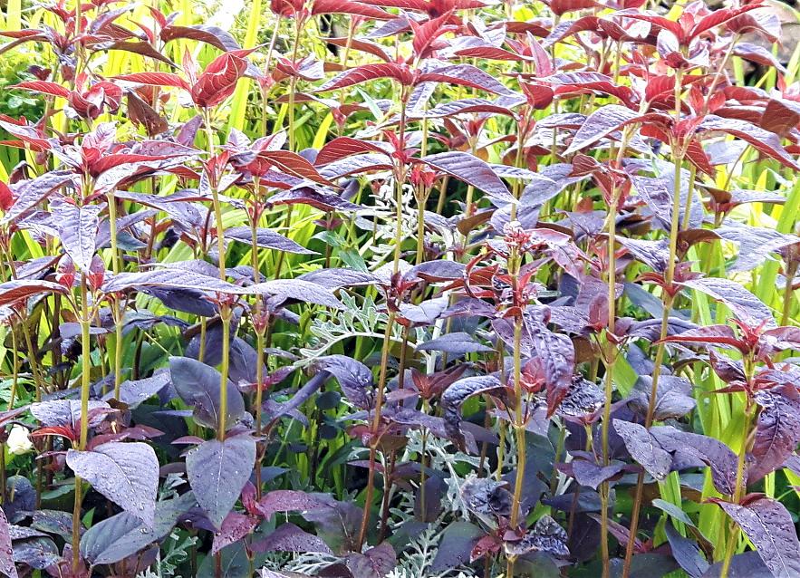 A folha-de-cauda-roxa (Lysimachia ciliata 'Purpurea') são plantas agressivas comuns