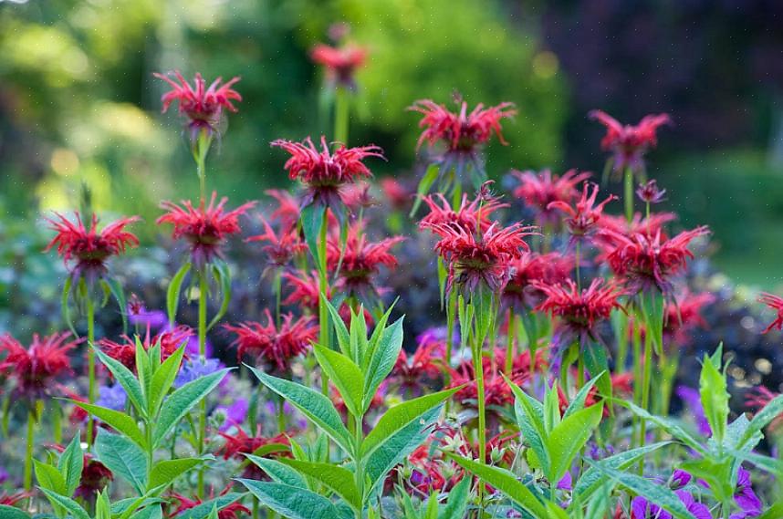 As plantas de bálsamo de abelha são herbáceas perenes