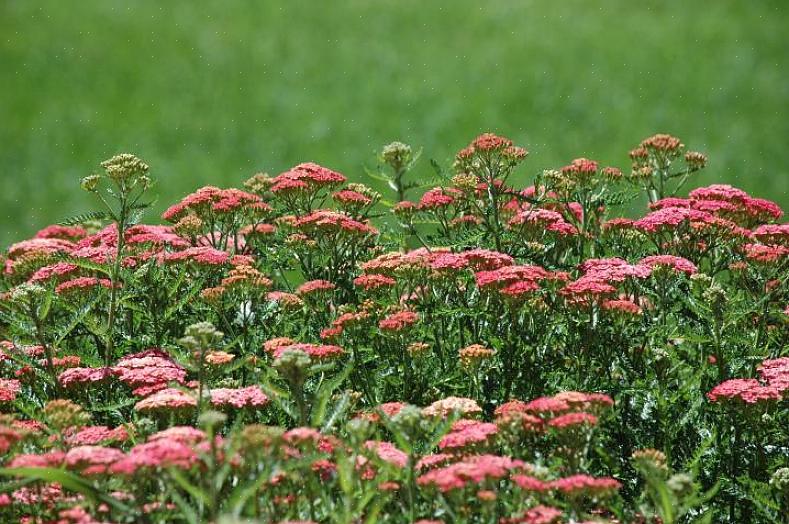 Mas toleram solo argiloso melhor do que muitas plantas