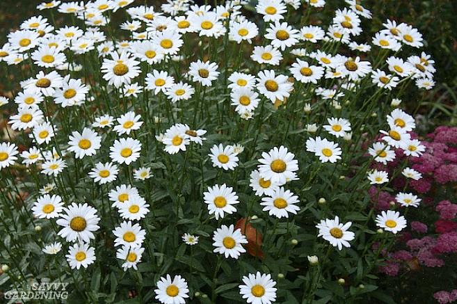 Use flores Becky shasta daisy em bordas de flores perenes