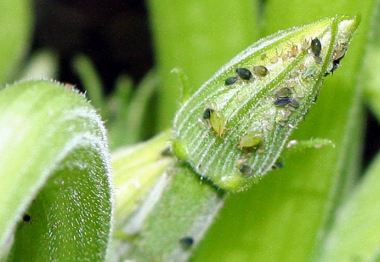 Os pulgões podem enfraquecer uma planta