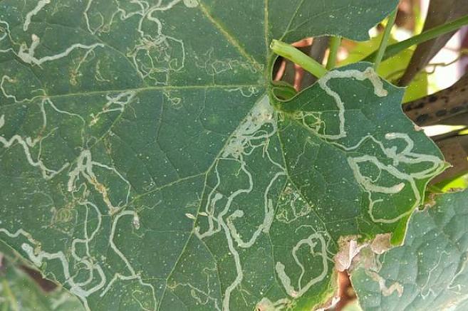 Se as folhas de sua planta parecem que alguém estava rabiscando linhas irregulares