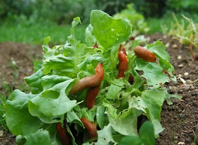 Lesmas de jardim são especialmente prejudiciais para as plantações de vegetais