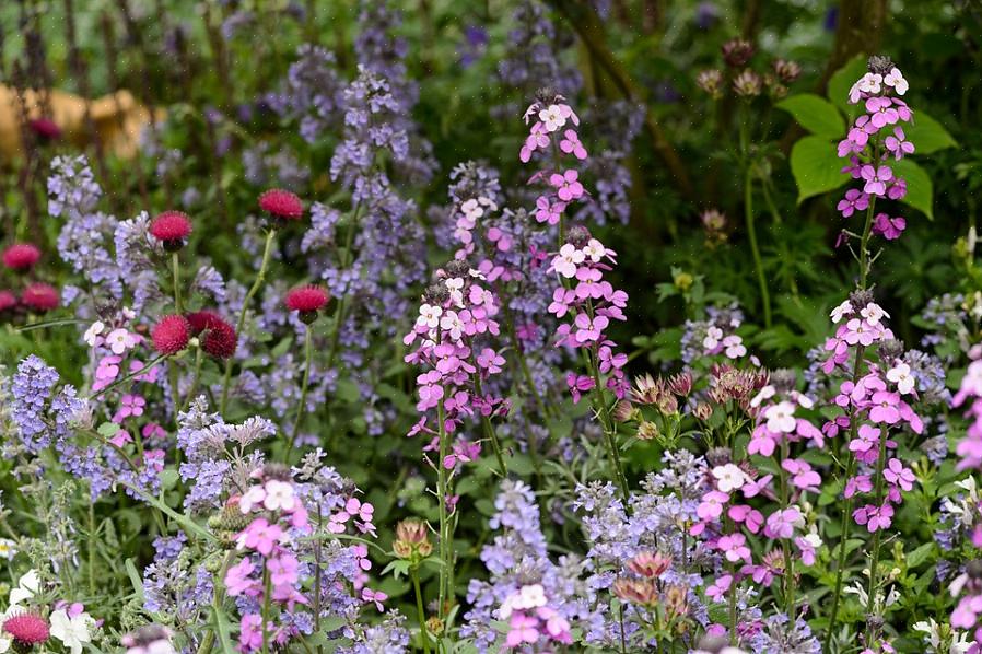 Outras plantas perenes conhecidas há muito tempo usadas como plantas de jardim de casa de campo