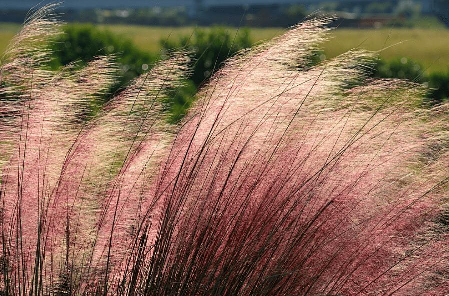 Algumas plantas de tamanho médio em sua seleção de plantas tolerantes ao sal para garantir que haja alguns