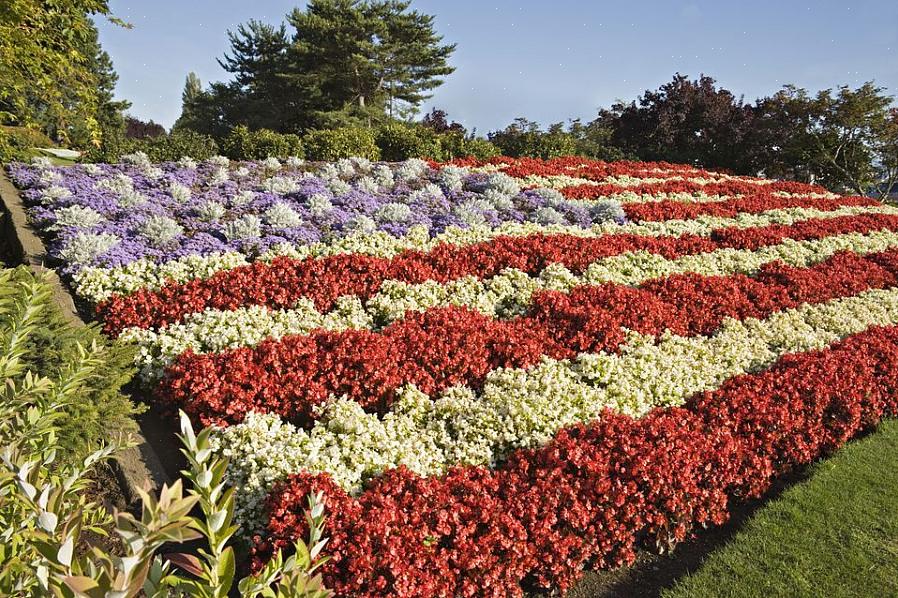 Aprenda sobre uma variedade de plantas com flores vermelhas