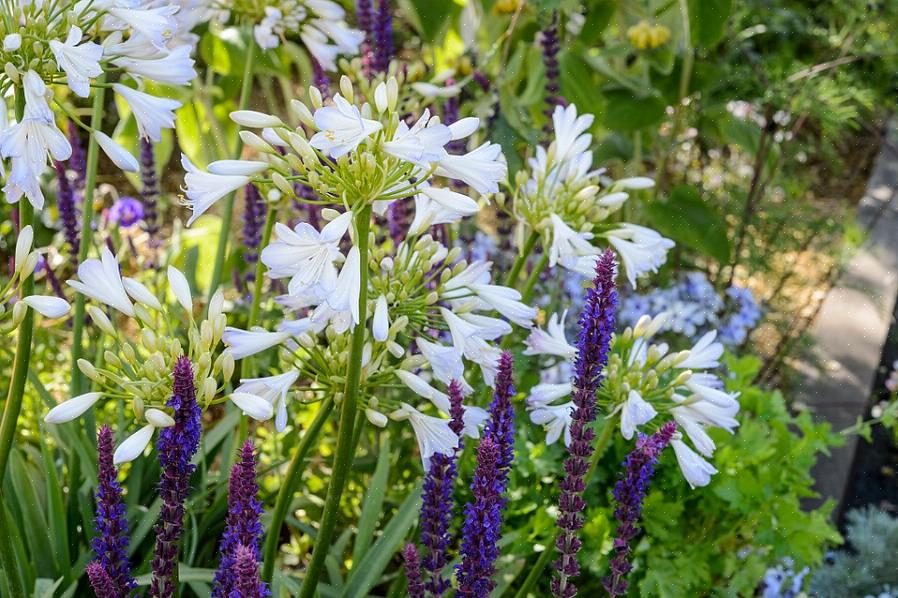 Não são atraídas pelas plantas de sálvia da Noite de Maio