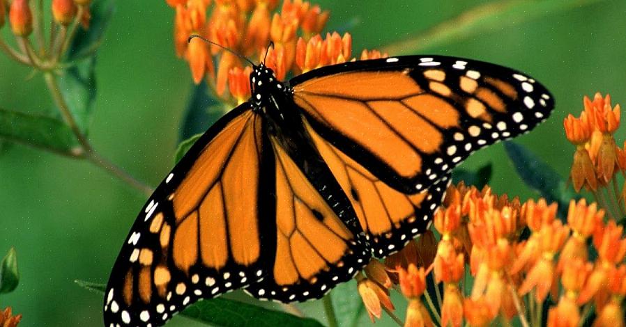 A erva daninha borboleta também é uma planta de paisagismo muito atraente por si só