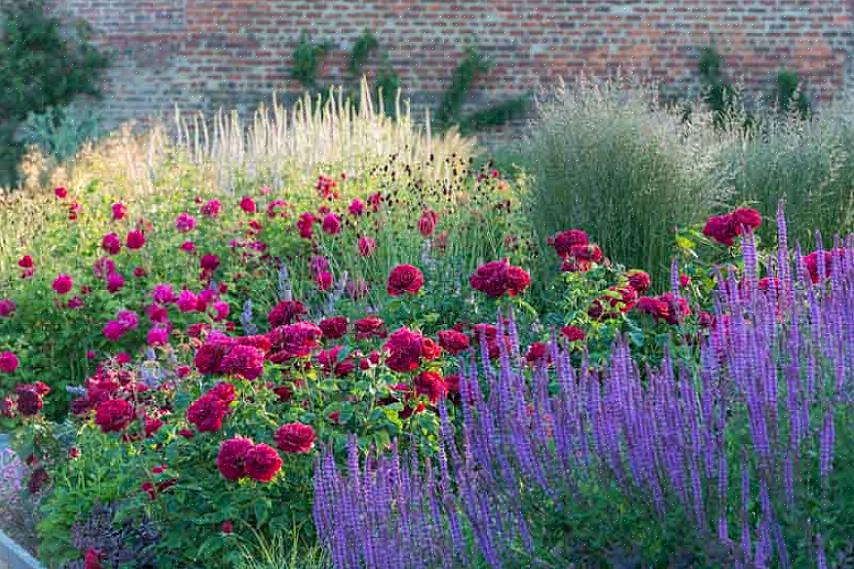 Evita que a borda do jardim de flores pareça muito ocupada