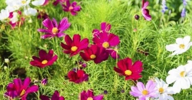 A popular flor de jardim Cosmos bipinnatus