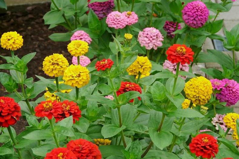 A maioria das variedades de Zinnia elegans são plantas altas