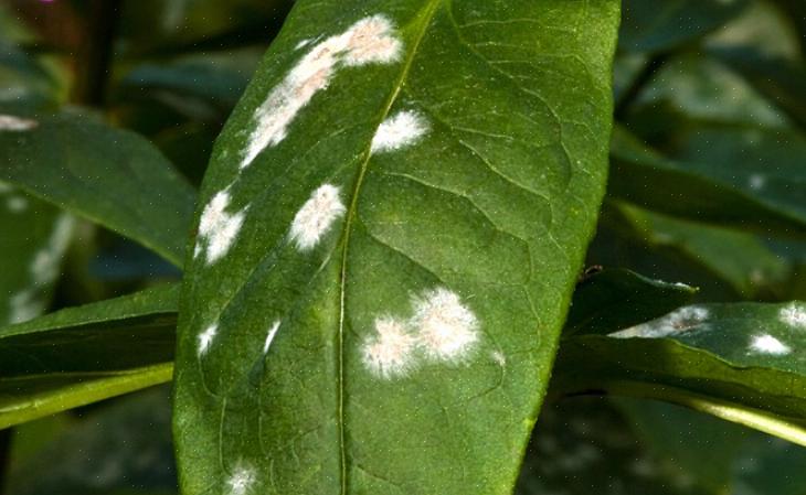 Embora o oídio afete um grande número de plantas