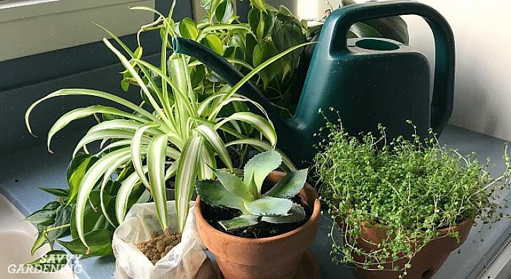 As plantas com flores não podem receber todos os nutrientes de que precisam por meio de suas folhas