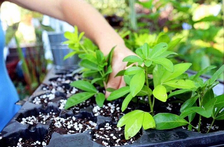 Algumas plantas enraízam facilmente