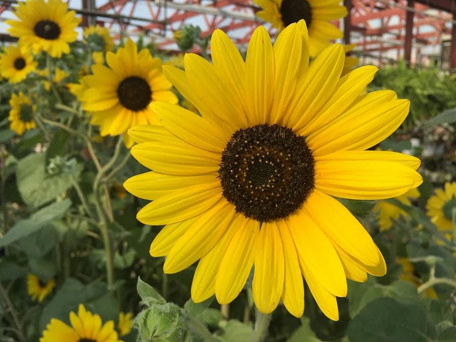 Ficará olhando para a parte de trás das flores durante a maior parte do dia