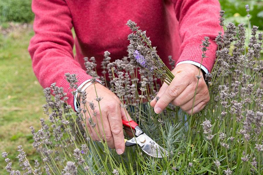 Quando você floresce com flores mortas