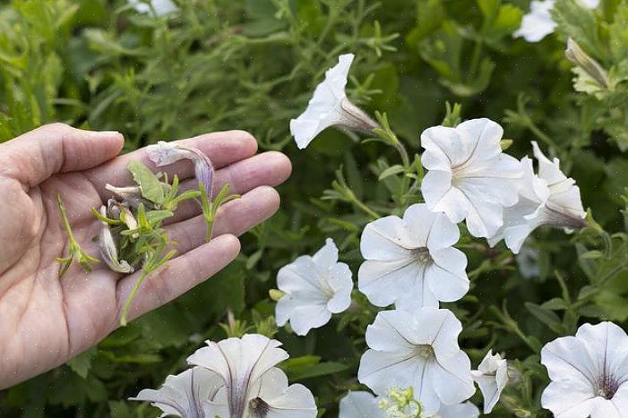 Tenha mais cuidado com uma planta perene alta com hastes de flores longas