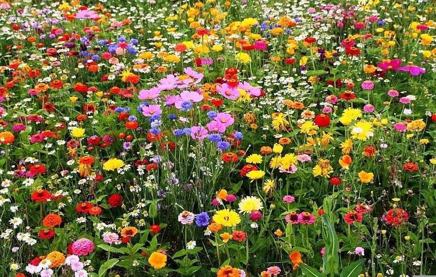 Os jardins de flores silvestres são considerados uma alternativa de baixo custo à jardinagem de alta