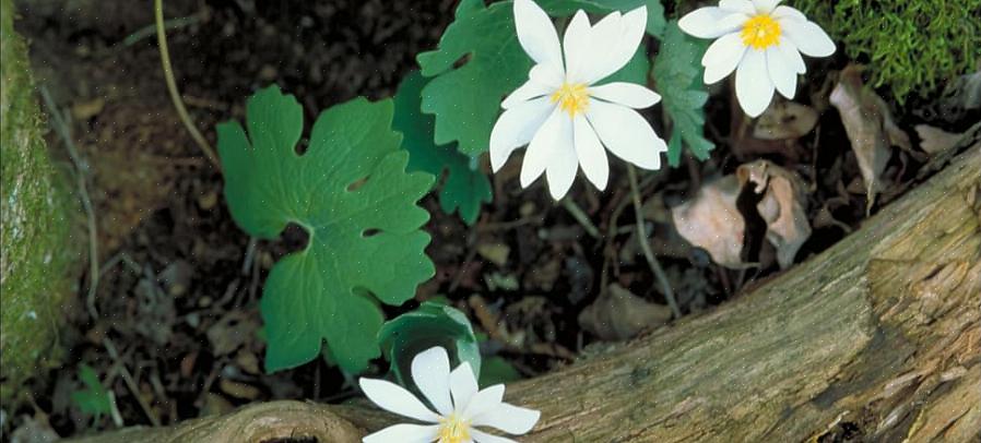 Descobrimos que ela requer mais luz do sol da primavera do que sua colega efêmera da primavera