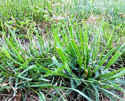 Para matar o capim-colchão com sucesso com herbicidas pré-emergentes