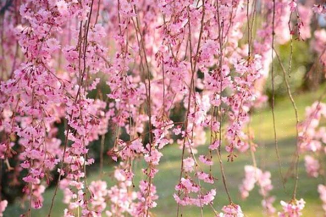 A espécie Prunus serrulata (cereja japonesa) tem alguns cultivares pendentes