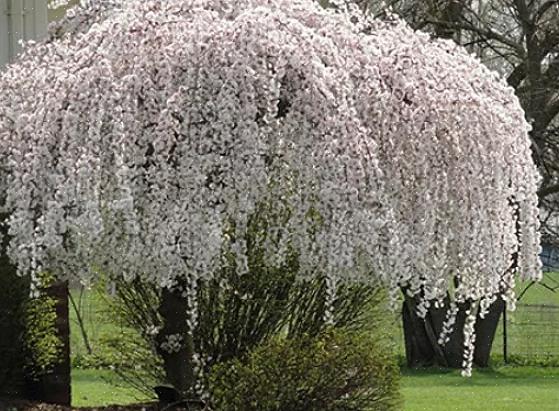 As cerejeiras choronas (Prunus spp.) Devem ser incluídas em qualquer lista dos melhores espécimes em cascata