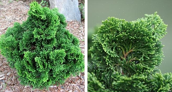 Sabendo que você terá outras espécies de plantas em que confiar para manter sua paisagem interessante