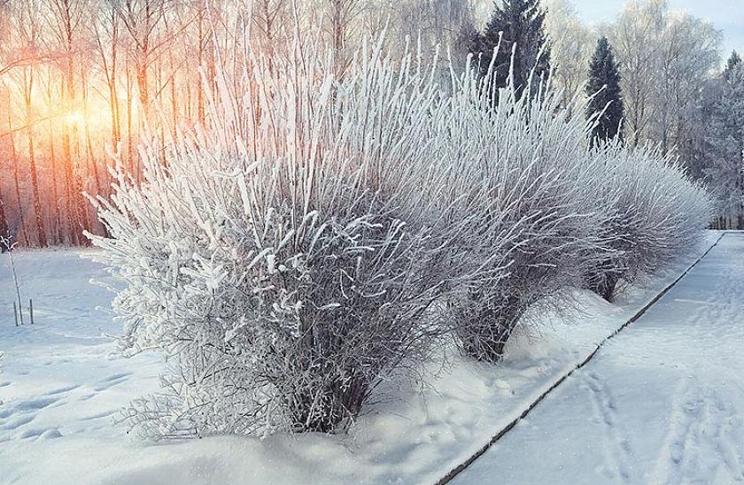 Plantas populares para interesse visual no inverno