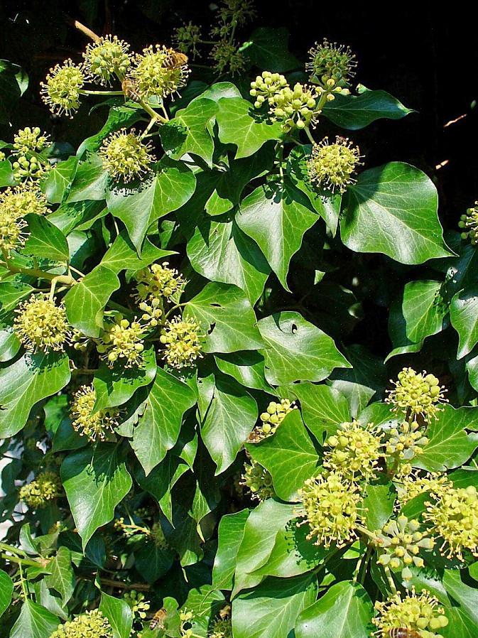 Plantas de hera inglesa crescem bem em sombra parcial a sombra total