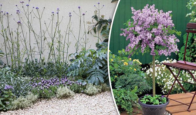 O lilás comum é uma planta de paisagismo ornamental popular que requer pouca manutenção nas condições certas