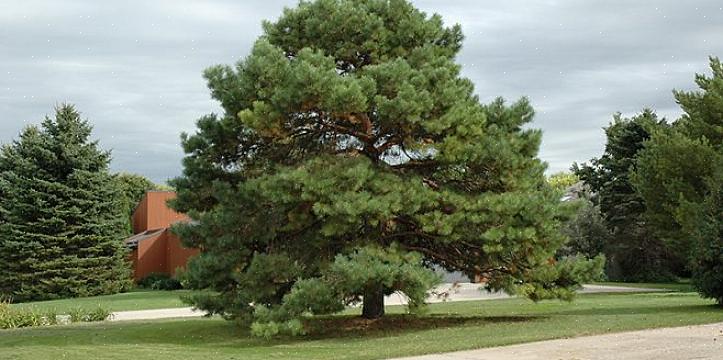 A taxonomia das plantas atribui a esse pinheiro anão japonês os nomes de gênero