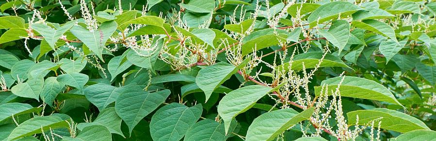 Selecione um herbicida apropriado para knotweed japonês