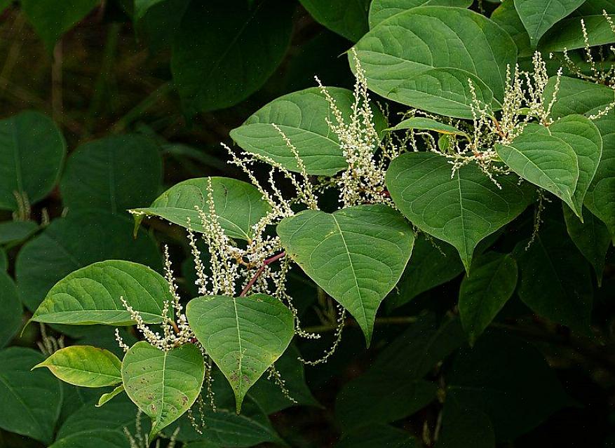 Alguns jardineiros recorrem à aplicação de herbicida para erradicar a knotweed japonesa