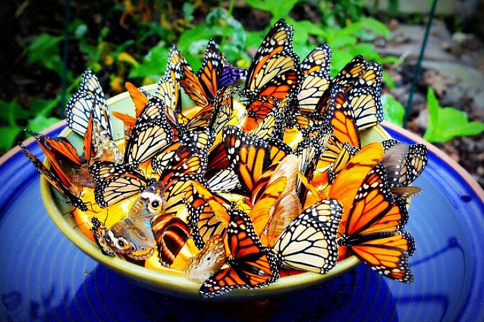 As borboletas começam a vida como ovos colocados nas plantas