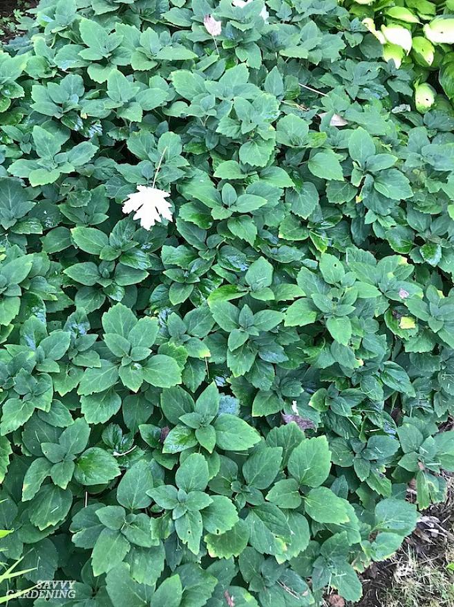 São plantas de cobertura do solo perenes