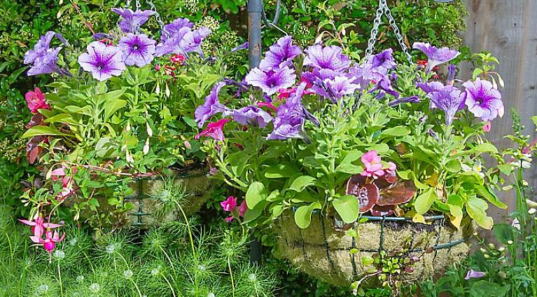 Plantados com ervas do tipo fluindo