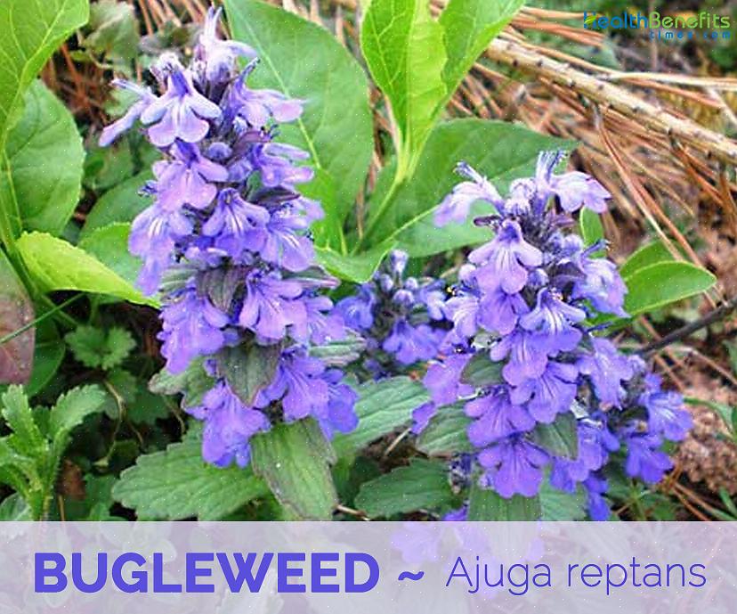 Mas evite plantar bugleweed perto de áreas de gramado