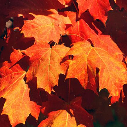 Outra boa opção para folhagem vermelha de outono é Acer rubrum 'Franksred'