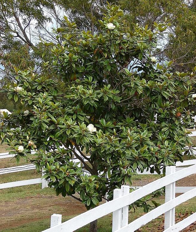 Nem todas as árvores de paisagem plantadas para o interesse do inverno apresentam folhagem perene