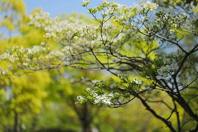 Dogwood pagode deve ser regado semanalmente quando não há chuva