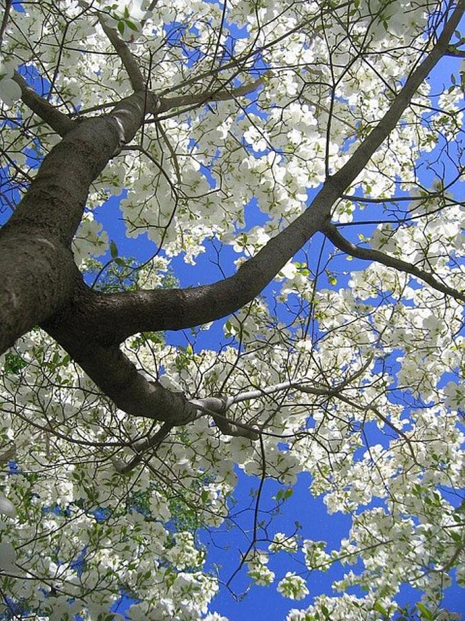 Dogwood pagode geralmente prefere condições de sombra manchadas que imitam as condições do sub-bosque sob